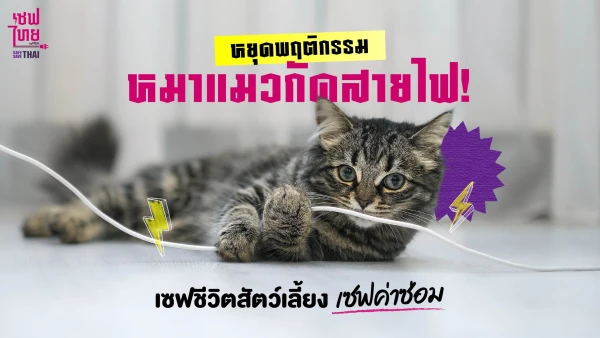หยุดพฤติกรรม หมาแมวกัดสายไฟ! เซฟชีวิตสัตว์เลี้ยง เซฟค่าซ่อม
