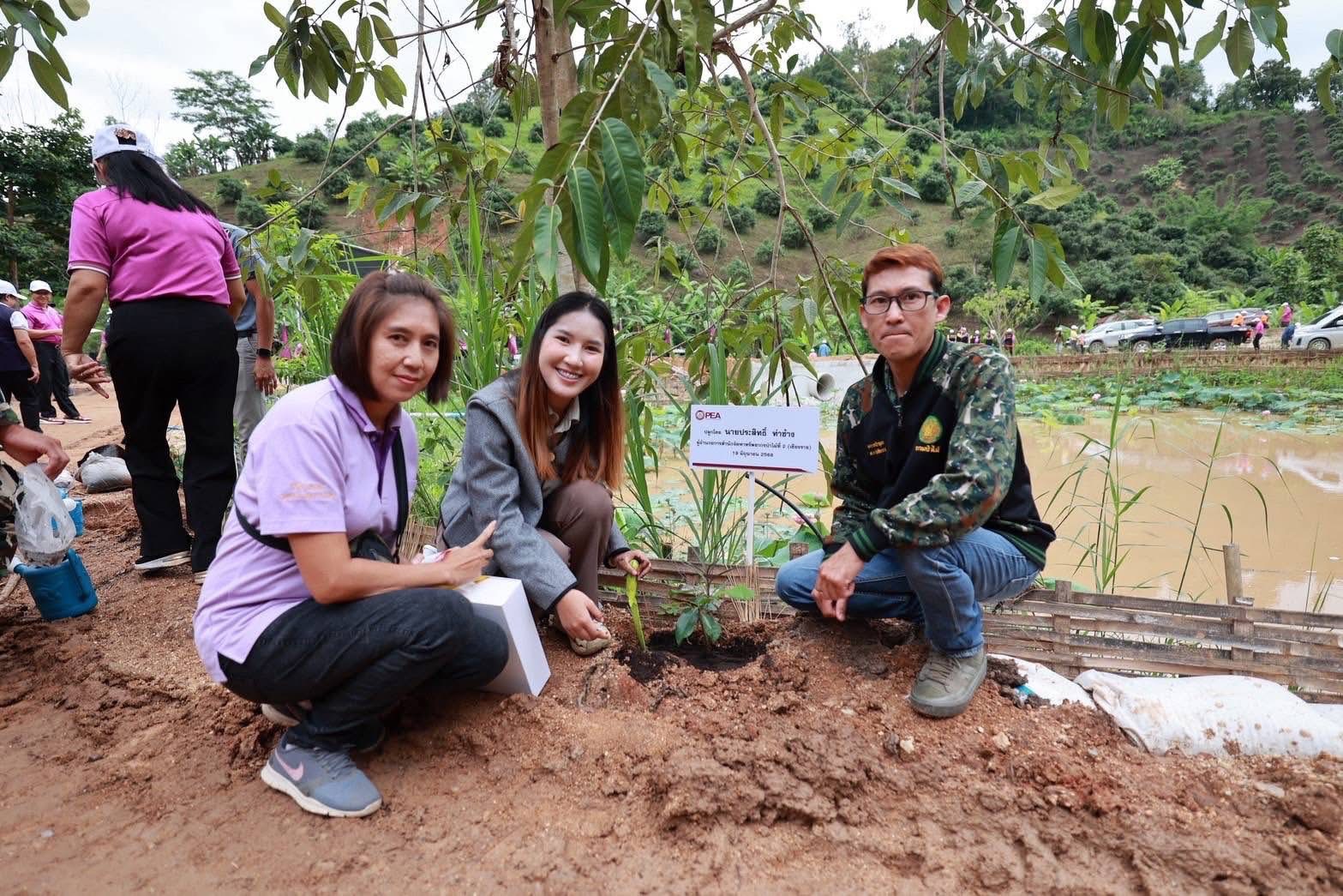 โครงการ PEA ปลูก ดูแล รักษ์ป่า 3