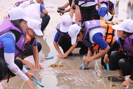 โครงการคนพันธุ์ PEA ฟื้นฟูทะเลไทย (กิจกรรมหญ้าทะเล)