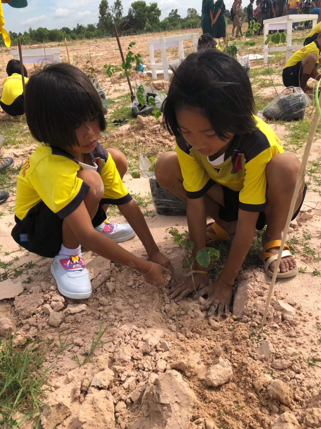 โครงการ PEA ปลูก ดูแล รักษ์ป่า