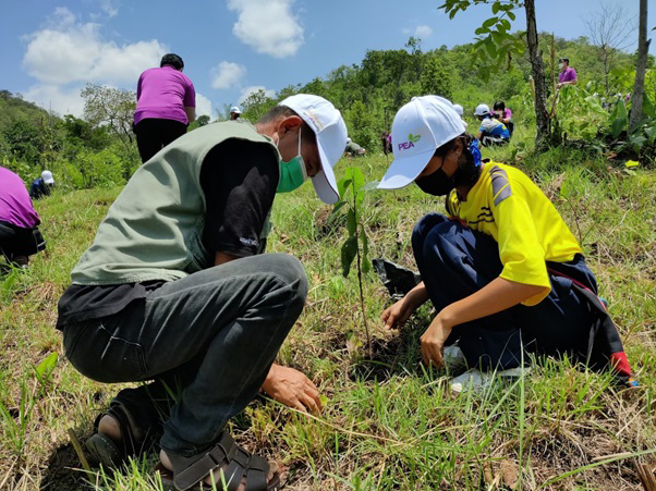 โครงการ PEA Go Green