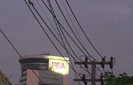 Pea