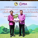 PEA จัดกิจกรรม วันรักต้นไม้ประจำปีของชาติ พ.ศ. 2568
